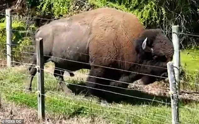 Elderly Maryland Farmer Suffering Severe Injuries After Rare Buffalo Attack