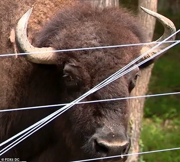 Elderly Maryland Farmer Suffering Severe Injuries After Rare Buffalo Attack