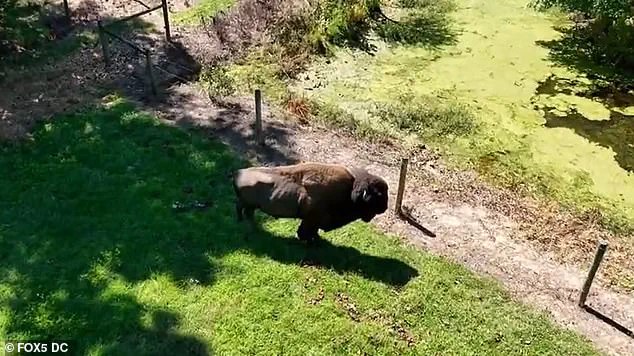 Elderly Maryland Farmer Suffering Severe Injuries After Rare Buffalo Attack
