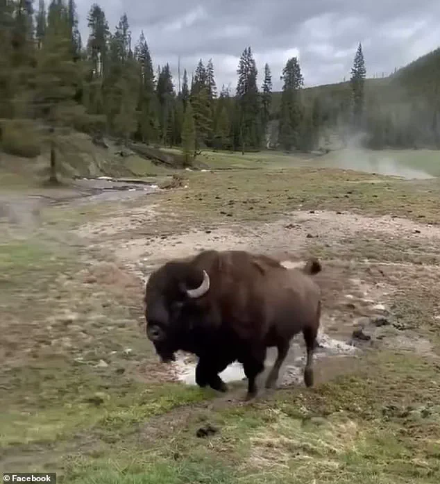 Viral Video of 'Dancing' Bison Sparks Outrage as Ecologists Warn: 'This Is a Wild Animal Preparing to Attack Tourists'