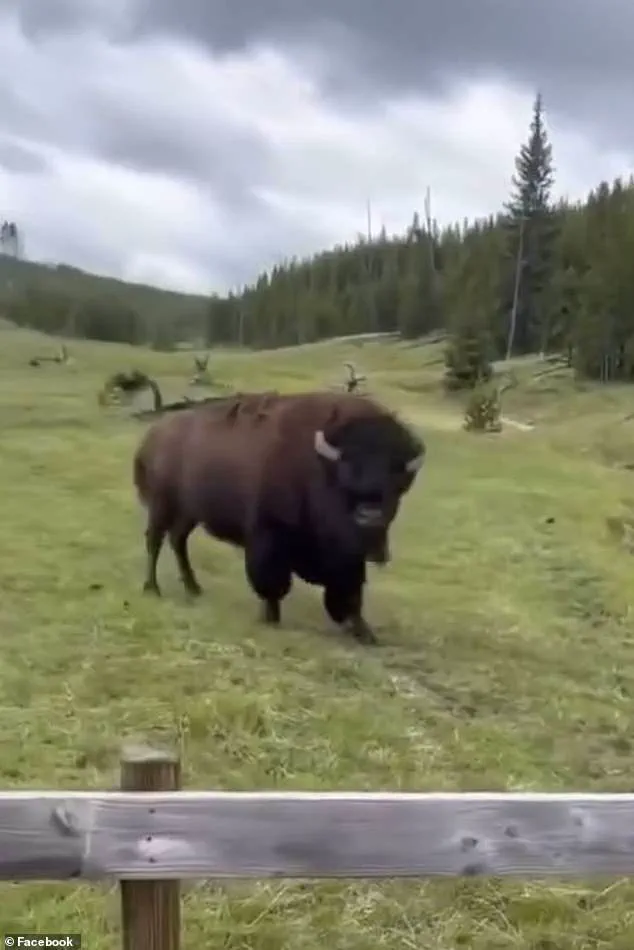 Viral Video of 'Dancing' Bison Sparks Outrage as Ecologists Warn: 'This Is a Wild Animal Preparing to Attack Tourists'