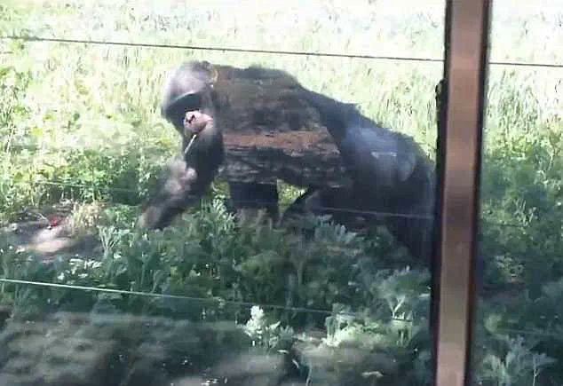 Shocking Video of Chimpanzee Inhaling Cigarette at Lanzhou Wildlife Park Sparks Outcry Over Safety Measures