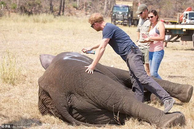 Late-Breaking: Chad Accuses Prince Harry's African Parks of Neocolonialism in Environmental Crisis