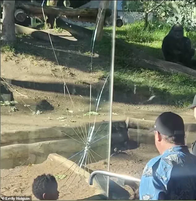 San Diego Zoo Incident: Gorilla Charges at Enclosure, Shattering Protective Barrier