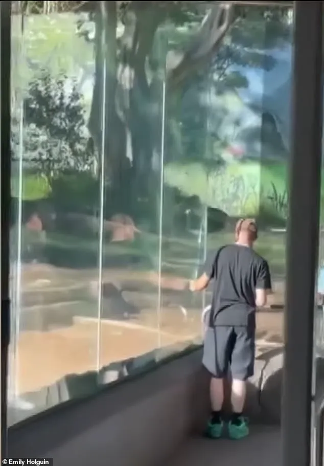 San Diego Zoo Incident: Gorilla Charges at Enclosure, Shattering Protective Barrier