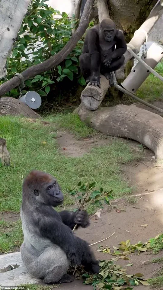 San Diego Zoo Incident: Gorilla Charges at Enclosure, Shattering Protective Barrier