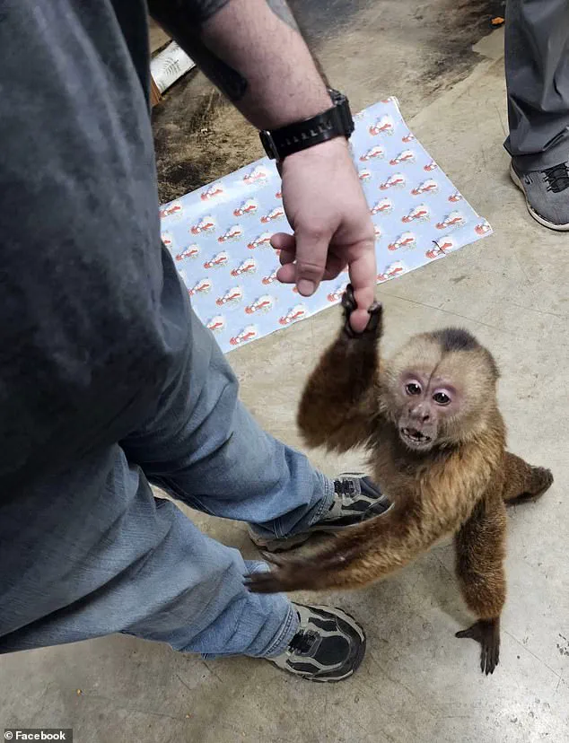 Cinnamon Capuchin Monkey Causes Havoc at Tennessee Music Store