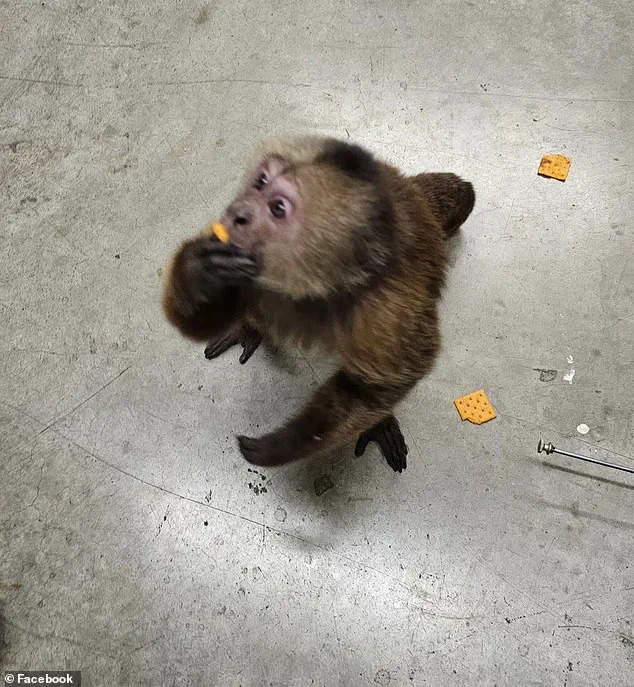 Cinnamon Capuchin Monkey Causes Havoc at Tennessee Music Store