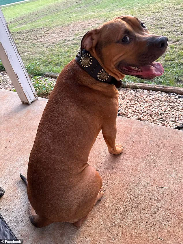 Tragic Pit Bull Attack and Amputation Prompt Debate on Pet Ownership and Safety