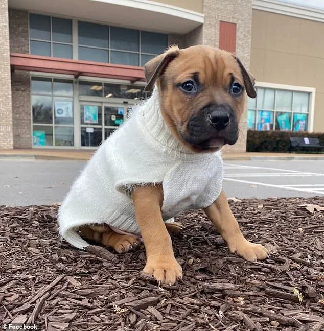 Tragic Pit Bull Attack and Amputation Prompt Debate on Pet Ownership and Safety