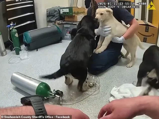 Impact of Opioid Regulations on Public Safety: A Case Study of Firefighters Rescuing Overdosed Puppies