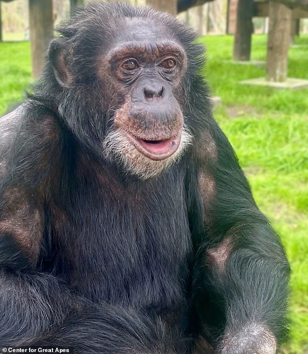 From Hollywood to the Hills: Bubbles, Michael Jackson’s Chimpanzee, Finds Solitude in Florida’s Primate Sanctuary at 50 Human Years