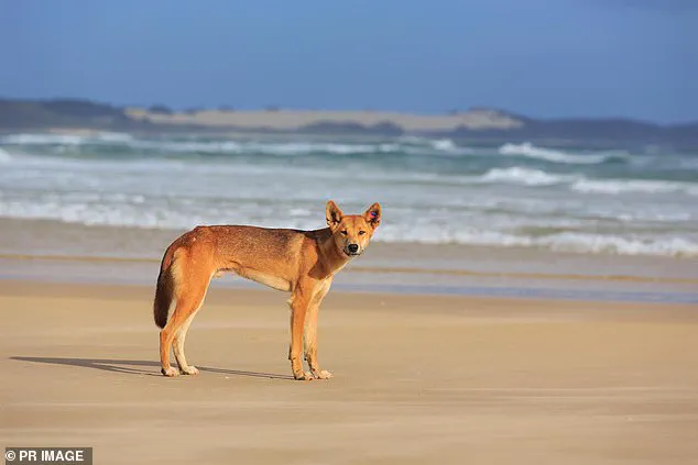 Tragedy on K'gari: Canadian Woman Found Dead Surrounded by Dingoes, Raising Questions About Wildlife Management and Tourist Safety