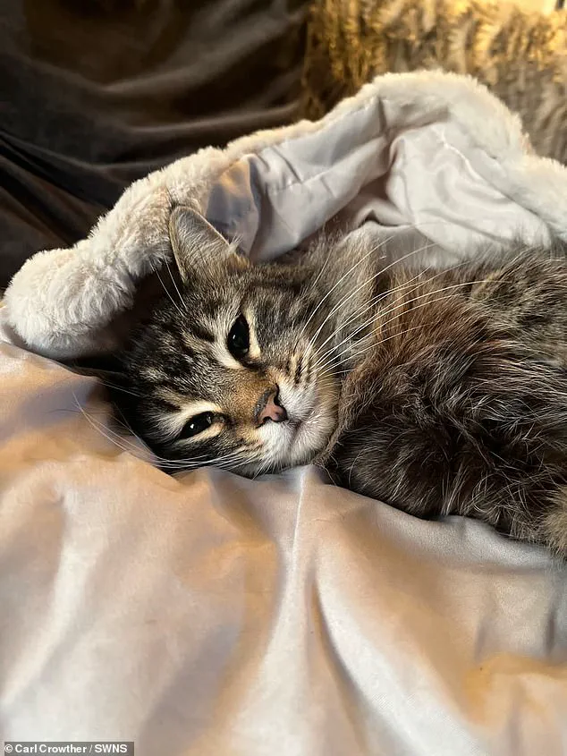 Amazon Delivery Driver Allegedly Caught on Camera Taking Cat During West Yorkshire Delivery, Footage Shows Incident