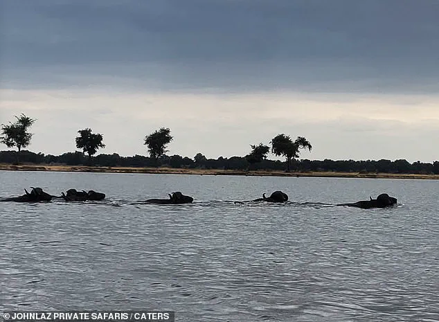 Breaking: Crocodile and Buffalo Clash in Dramatic River Battle, Zambia
