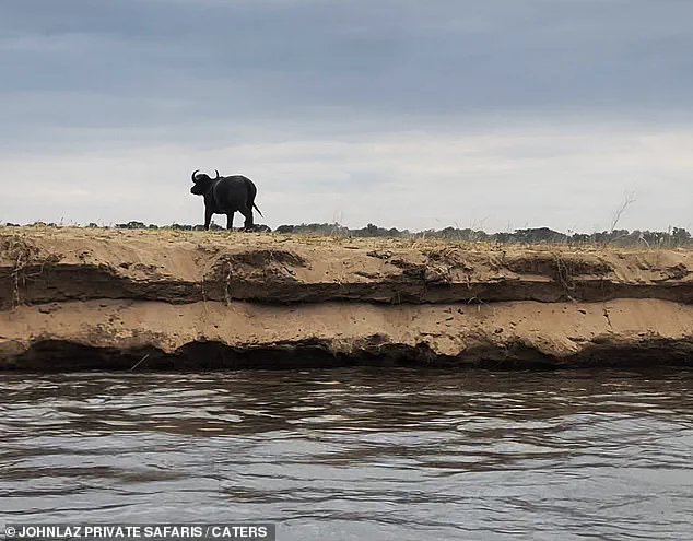 Breaking: Crocodile and Buffalo Clash in Dramatic River Battle, Zambia