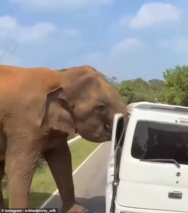 Sri Lanka Elephant Attack: Tourists' Feeding Attempt Triggers Chaotic Safari Incident