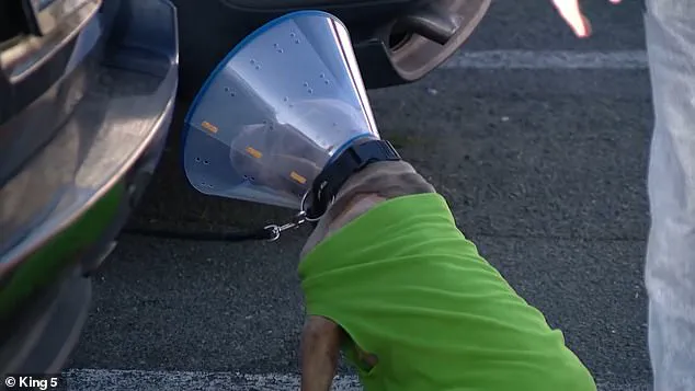 Religious Dispute Sparks Attack Leaving Man and Dog Critically Injured in Parkland, Washington