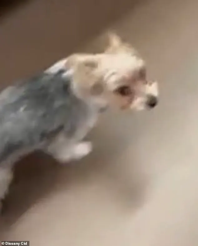 Florida Woman Pleads for Justice After Dog's Death Linked to Viral TikTok Trend