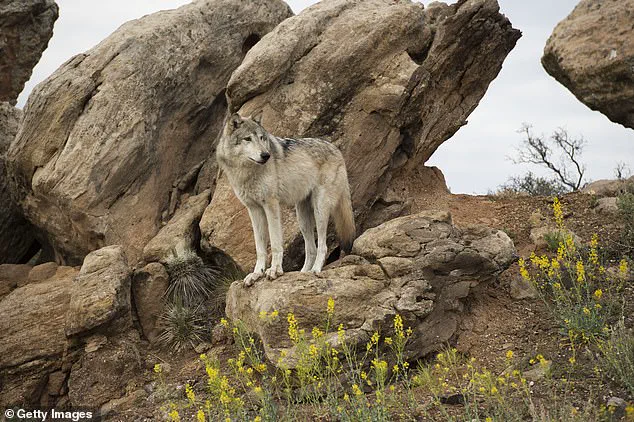 Controversy Over Lethal Gray Wolf Removal in Utah Sparks Debate Among Conservationists, Ranchers, and Officials