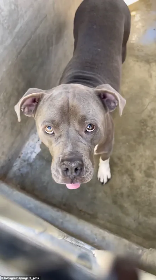 Secrets Beneath the Surface: How a Dog Attack Exposed LA Animal Shelter Failures