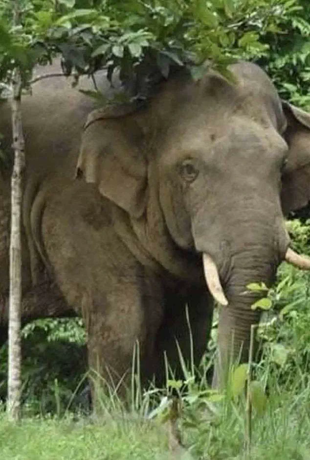 Thai Tourist Killed by Rogue Elephant in Khao Yai; Third Fatality Linked to Same Animal