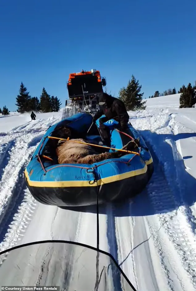 Mouse: A Horse's 7-Month Survival in the Wind River Range