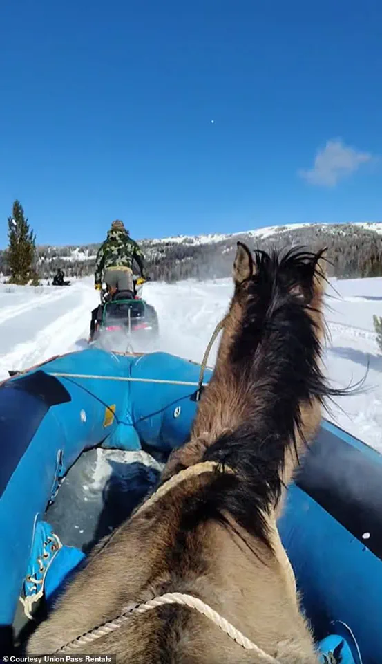 Mouse: A Horse's 7-Month Survival in the Wind River Range