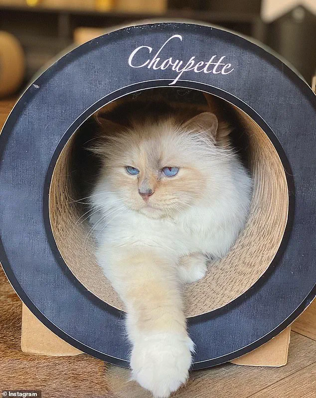 Legal Battle Over Karl Lagerfeld's €200M Estate: Unusual Bequests to Assistant, Models, and Cat Face Scrutiny