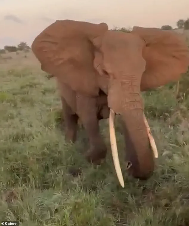 Sudden Elephant Charge Shatters Safari Truck Window, Leaving British Tourists in Panic