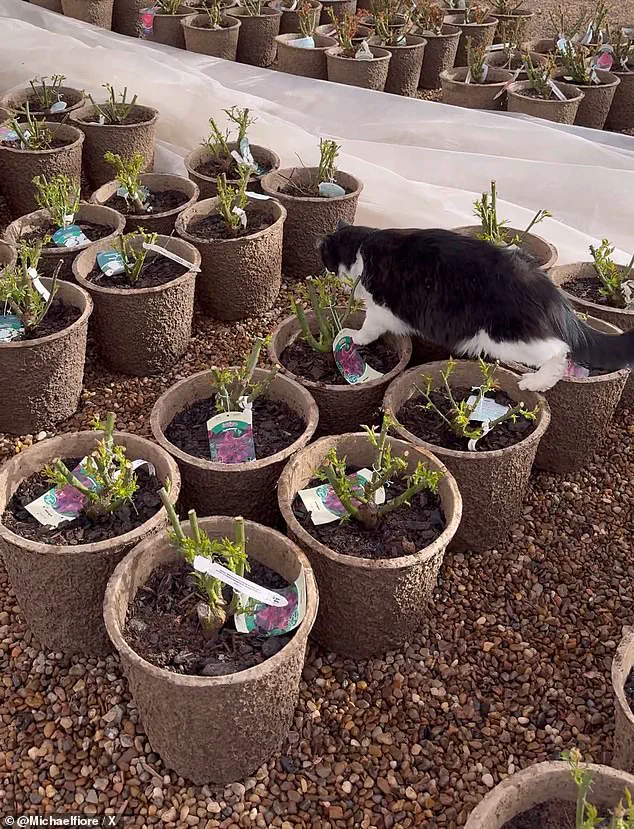 From Garden Center to Internet Sensation: How Sylvester's Viral Moment Made Him a Feline Star