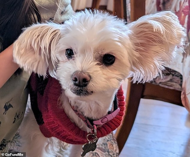 Arsonist's Fire Claims Lives of Hollywood Sisters in Tragic Rescue Attempt, Leaving Home and Beloved Dog Lost