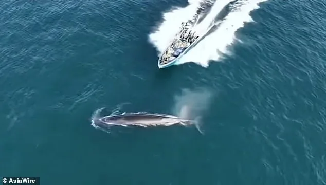 Protected Whale Struck by Fishing Boat Near Weizhou Island Sparks Conservation Crisis