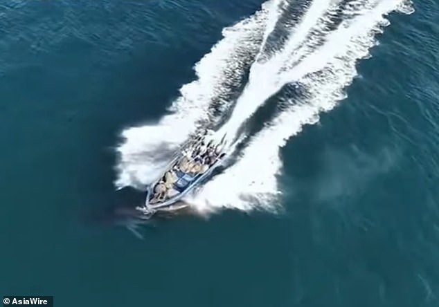 Protected Whale Struck by Fishing Boat Near Weizhou Island Sparks Conservation Crisis