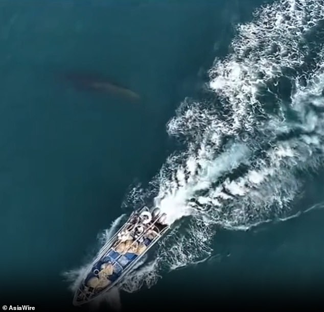 Protected Whale Struck by Fishing Boat Near Weizhou Island Sparks Conservation Crisis