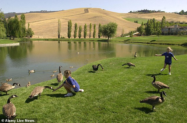 Blackhawk's Stagnant Pond: Ecological Dilemma and Bureaucratic Gridlock Tarnish Luxury Community