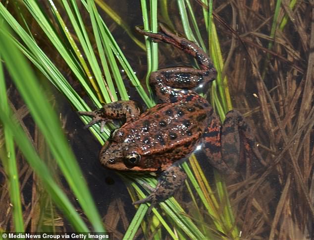 Blackhawk's Stagnant Pond: Ecological Dilemma and Bureaucratic Gridlock Tarnish Luxury Community