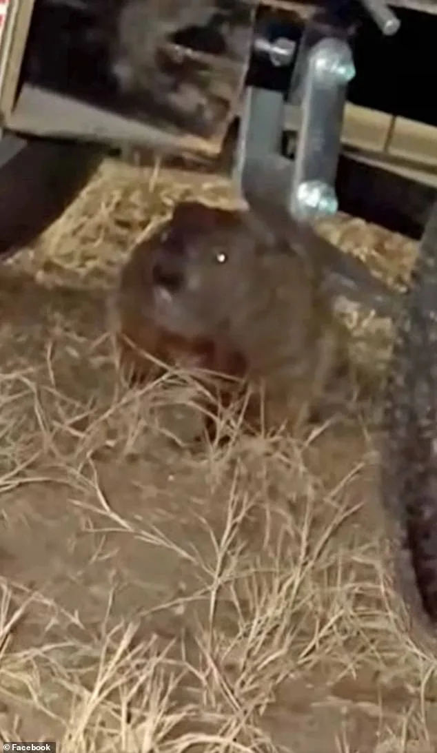 Unprecedented Engine Damage: Groundhog Causes Extensive Damage to University of Arkansas Student's SUV