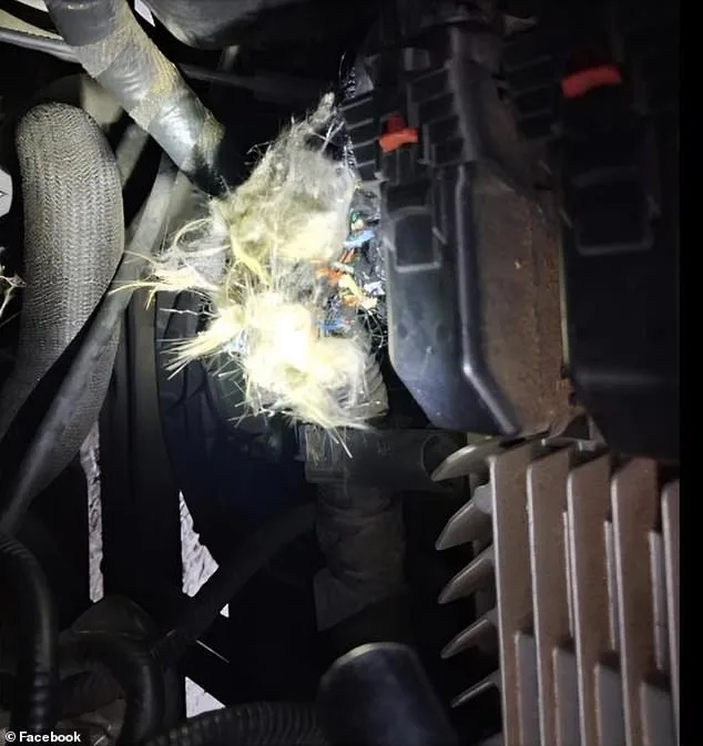 Unprecedented Engine Damage: Groundhog Causes Extensive Damage to University of Arkansas Student's SUV