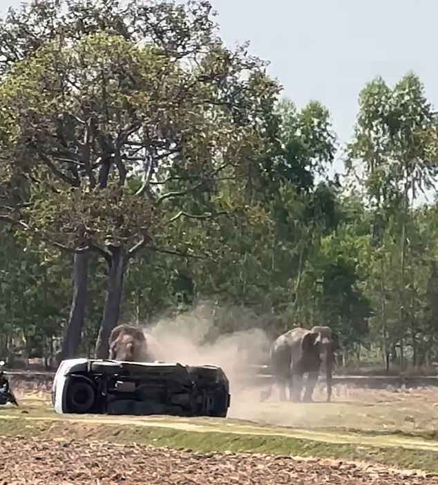 Elephant Rampage in Thailand: Interrupted Mating Leads to Injuring Caretaker and Thousands in Damage