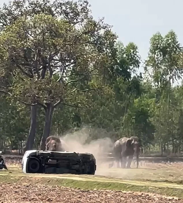 Elephant Rampage in Thailand: Interrupted Mating Leads to Injuring Caretaker and Thousands in Damage