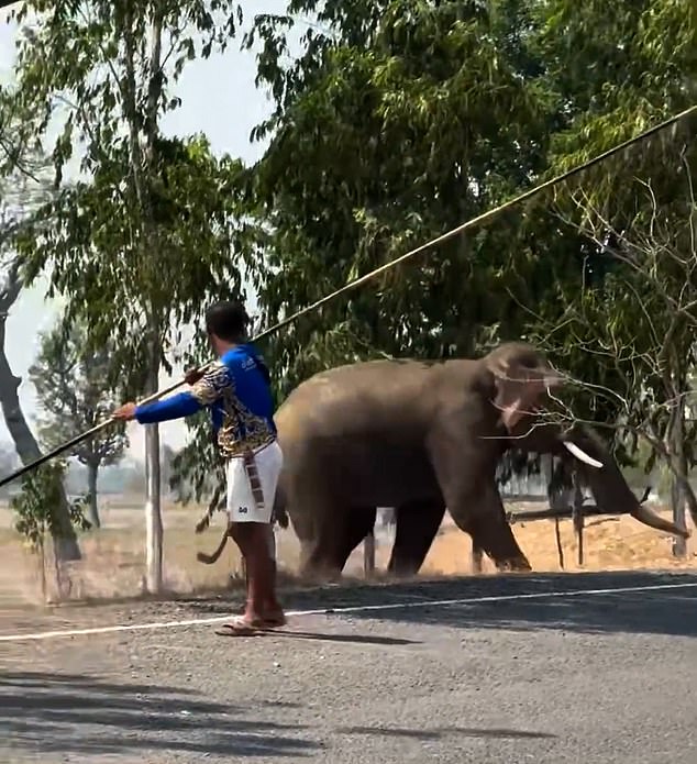 Elephant Rampage in Thailand: Interrupted Mating Leads to Injuring Caretaker and Thousands in Damage