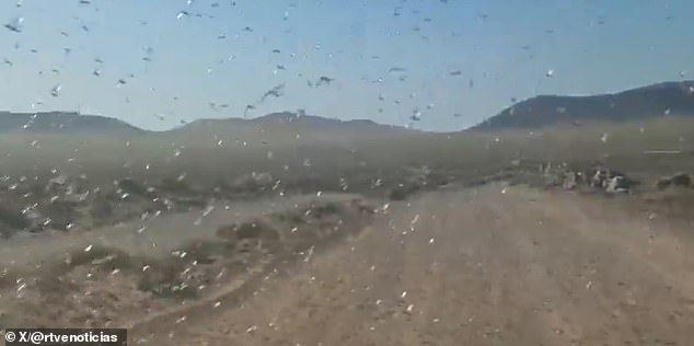 Canary Islands Locust Swarm Sparks 'Stay Calm' Message as Officials Warn of Crop Threats