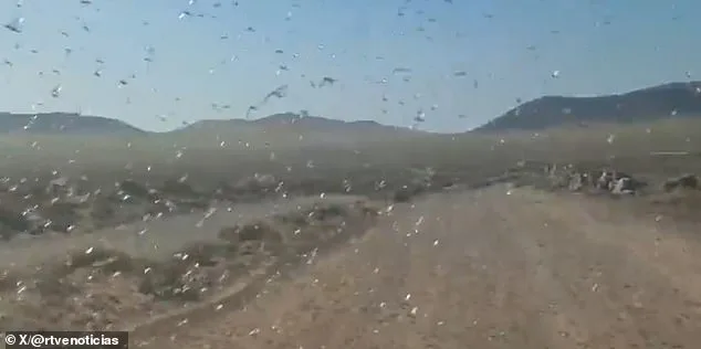 Canary Islands Locust Swarm Sparks 'Stay Calm' Message as Officials Warn of Crop Threats