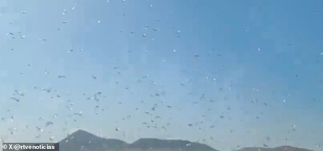 Canary Islands Locust Swarm Sparks 'Stay Calm' Message as Officials Warn of Crop Threats