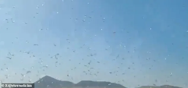 Canary Islands Locust Swarm Sparks 'Stay Calm' Message as Officials Warn of Crop Threats