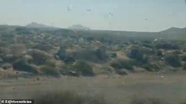 Canary Islands Locust Swarm Sparks 'Stay Calm' Message as Officials Warn of Crop Threats