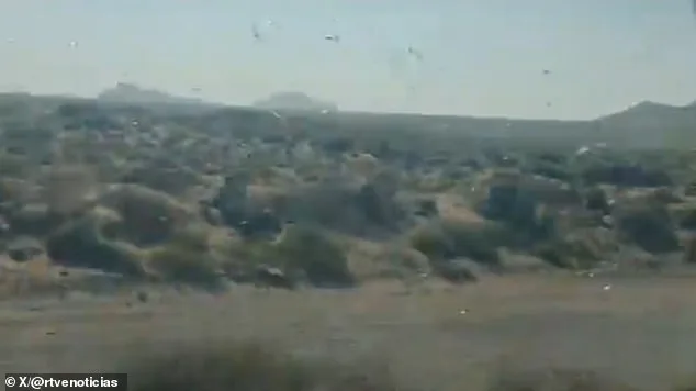 Canary Islands Locust Swarm Sparks 'Stay Calm' Message as Officials Warn of Crop Threats