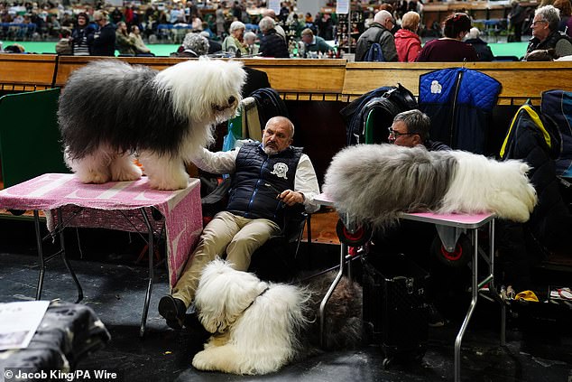 Crufts Dog Show Kicks Off in Birmingham: Thousands of Canines Compete for Prestigious Best in Show Title