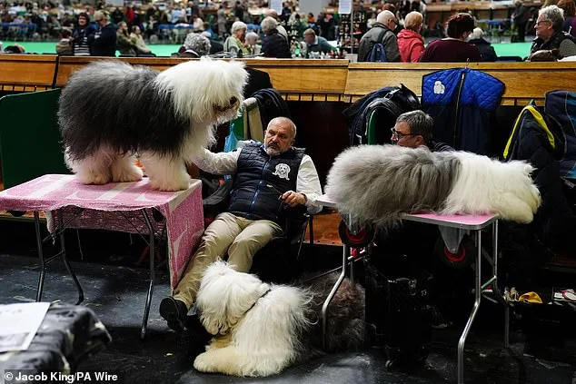 Crufts Dog Show Kicks Off in Birmingham: Thousands of Canines Compete for Prestigious Best in Show Title